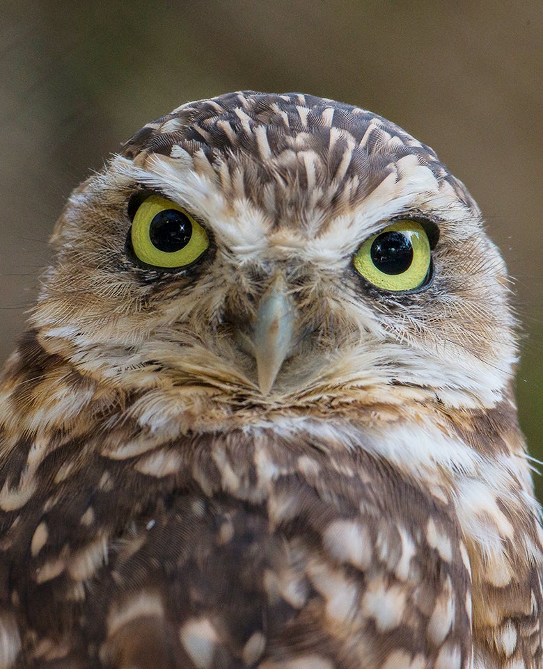 Burrowing Owl San Diego Zoo Wildlife Alliance